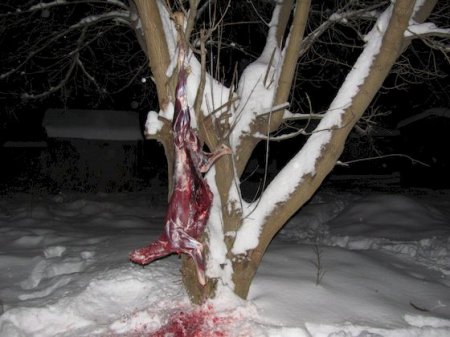 На Сумщині поліції викрила браконьєра, котрий застрелив двох козуль 