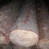 На Глухівщині поліцейські виявили незаконний поруб дерев